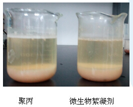 硫酸亞鐵對(duì)微生物的影響